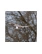 RC lėktuvas E-flite Slow Ultra Stick RTF su AS3X ir SAFE Select