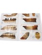 Mantua Model Santa Maria Le Piccole 1:100 kit